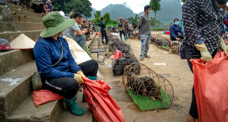 A bustling market scene featuring vendors selling caged piglets outdoors.