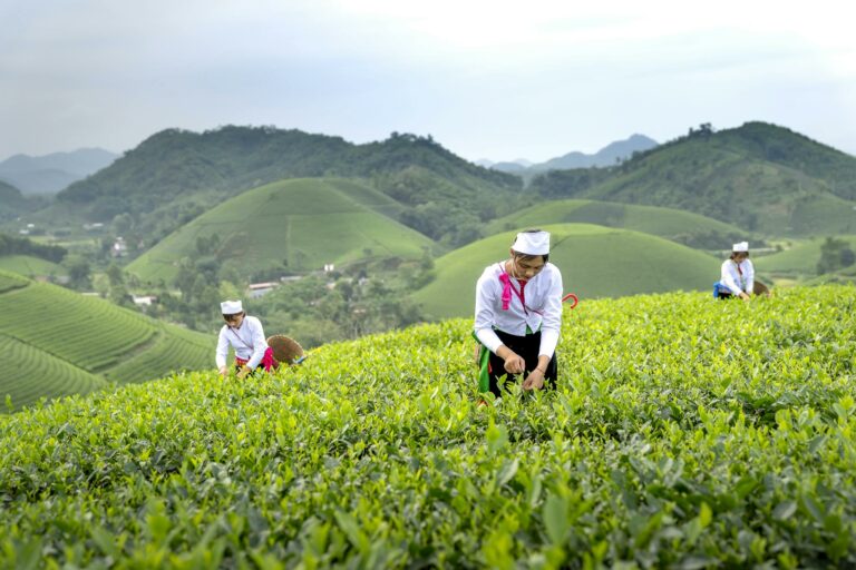 Female farmers with baskets collecting tea while working in lush tropical plantation in Asian farm