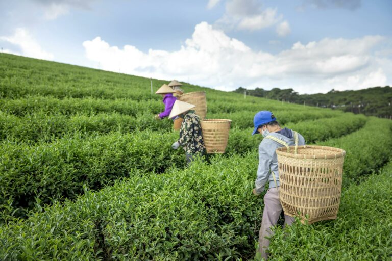 Side view of unrecognizable farmers with wicker baskets in straw Vietnamese hats picking green tea leaves during work in plantation