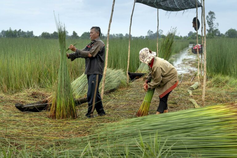 Two farmers harvesting reeds in a lush, rural landscape amidst green fields.