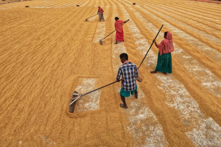 Workers raking grain in a rural field, capturing agricultural life in Habra, India.
